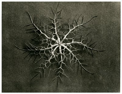 Nigella Damascena by Karl Blossfeldt